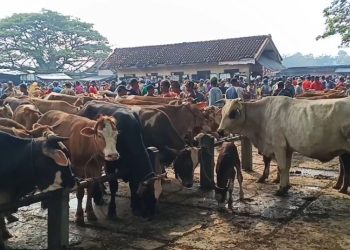 Permintaan Sapi Kurban di Pasar Pon Blora Naik Jelang Idul Adha, Bupati Arief Pesan Hal Ini
