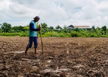 Ratusan Kelompok Tani di Blora Terima Bantuan Benih Padi dan Jagung dari Provinsi-Pusat