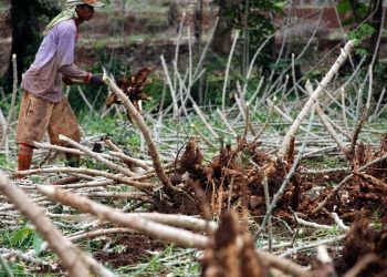 Areal Tanam Singkong di Blora Turun Drastis Sisa 72 Hektare, Ini Penyebabnya