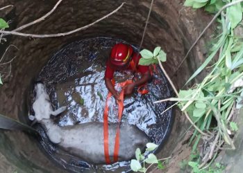Sapi Tercebur Sumur 12 Meter di Rembang, Sempat Dilaporkan Hilang - Harianmuria Sapi Tercebur Sumur 12 Meter di Rembang, Sempat Dilaporkan Hilang