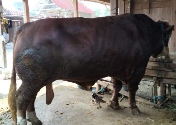 Grobogan Terima 2 Sapi Kurban Jumbo dari Presiden Prabowo, Disembelih di Mana? - Harianmuria Grobogan Terima 2 Sapi Kurban Jumbo dari Presiden Prabowo, Disembelih di Mana?