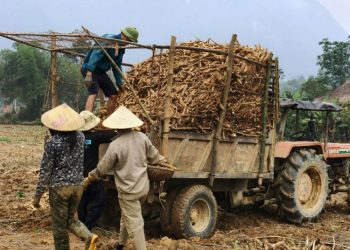 Sempat Anjlok, Dewan Pati Harap Intervensi Kementan Stabilkan Harga Jual Singkong