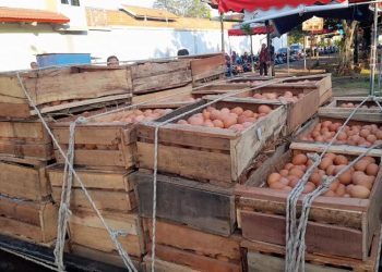 Peternak Terancam Rugi Besar, Harga Jual Telur di Kendal Anjlok di Rp18 Ribu