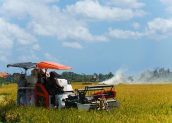 Setahun Panen 3 Kali, Produksi Padi Desa Bendungan Boyolali Tembus 1.725 ton - Harianmuria Setahun Panen 3 Kali, Produksi Padi Desa Bendungan Boyolali Tembus 1.725 ton