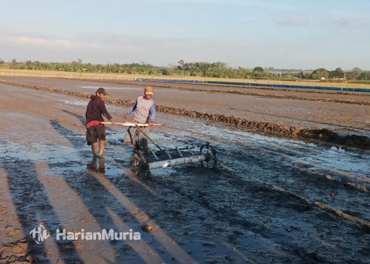 Desa Dimoro Grobogan Jadi Lokasi Perdana Penanaman Padi Sistem Teknologi Modern - Harianmuria ILUSTRASI: Penanaman padi metode Pertanian Modern–Advance Agriculture System (PM-AAS) di areal persawahan Desa Dimoro, Kecamatan Toroh, Kabupaten Grobogan pada Kamis, 23 Juli 2026. (dook for Harianmuria.com)