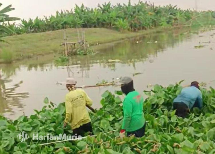 Petani Sukolilo Desak Pemkab Pati Segera Normalisasi Sungai Silugonggo - Harianmuria ILUSTRASI: Sungai Silugonggo di Kabupaten Pati banyak ditumbuhi eceng gondok. (dok for Harianmuria.com)