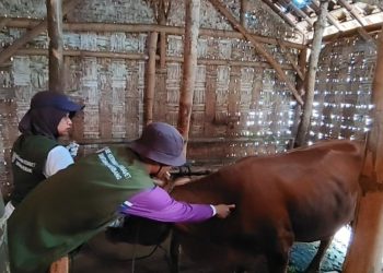 Populasi Sapi Rembang Tembus 100 Ribu Ekor, Pemkab Dorong Hilirisasi Peternakan