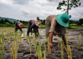 Regenerasi Petani di Sumber Rembang Minim, Cari Tenaga Tanam Sulit