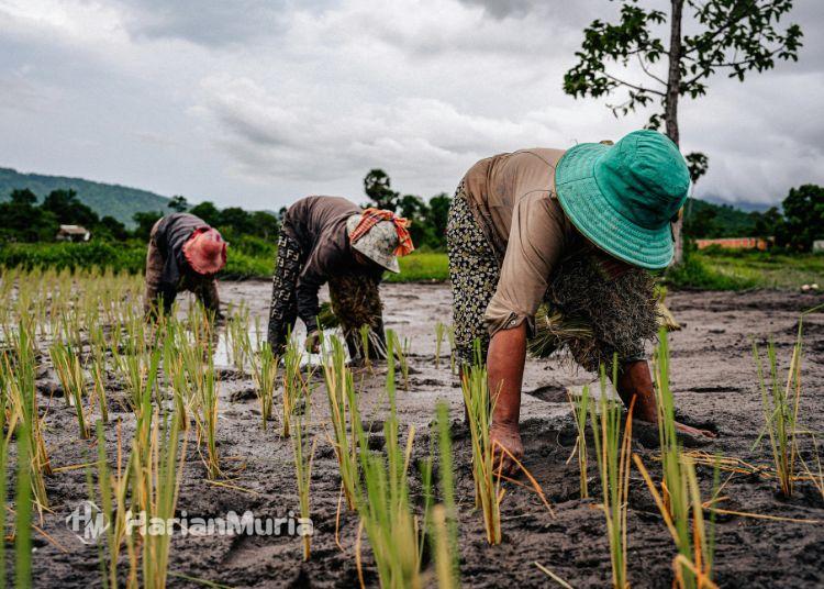 Regenerasi Petani di Sumber Rembang Minim, Cari Tenaga Tanam Sulit - Harianmuria ILUSTRASI: Sejumlah petani menanam padi di sawah. (Canva)
