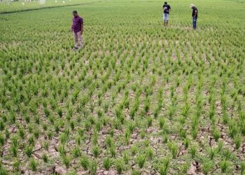 Puluhan Hektare Sawah di Blora Mulai Kekeringan, Ancaman Puso Hantui Petani
