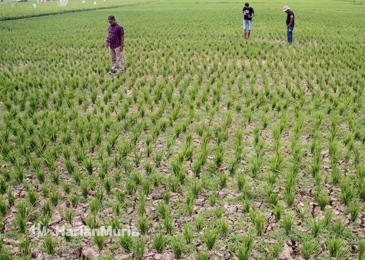 Puluhan Hektare Sawah di Blora Mulai Kekeringan, Ancaman Puso Hantui Petani - Harianmuria Ilustrasi lahan sawah kekeringan. (Antara/Harianmuria.com)