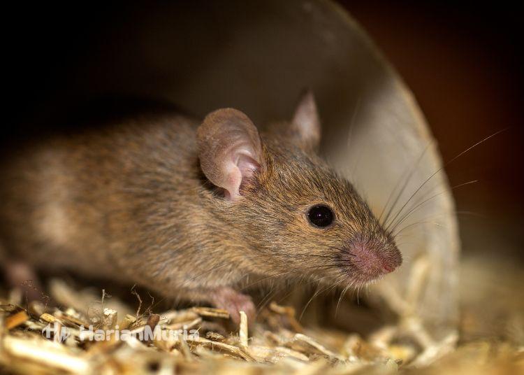 6 Warga Semarang Meninggal Akibat Leptospirosis Tahun Ini, Meningkat Sejak Akhir 2025 - Harianmuria Ilustrasi tikus pembawa penyakit leptospirosis. (Dok. Canva)