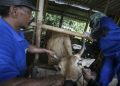 Kendalikan PMK, Vaksinasi Sasar 8.170 Ternak Sapi dan Kambing di Grobogan