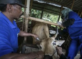 Kendalikan PMK, Vaksinasi Sasar 8.170 Ternak Sapi dan Kambing di Grobogan - Harianmuria Kendalikan PMK, Vaksinasi Sasar 8.170 Ternak Sapi dan Kambing di Grobogan