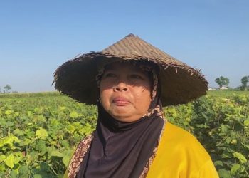 Terdampak Kemarau, Petani di Tambakromo Pati Ganti Tanam Kacang Hijau - Harianmuria Terdampak Kemarau, Petani di Tambakromo Pati Ganti Tanam Kacang Hijau