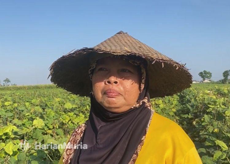 Terdampak Kemarau, Petani di Tambakromo Pati Ganti Tanam Kacang Hijau - Harianmuria Petani kacang hijau di Desa Tambahagung, Kecamatan Tambakromo, Kabupaten Pati. (Fahtur Rohman/Harianmuria.com)