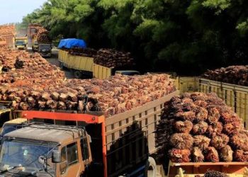 Barantin Dorong Kerja Sama Teknis Konkret Indonesia–Chile Bidang Karantina - Harianmuria iLUSTRASI-Potensi ekspor minyak sawit dari Indonesia ke Chile