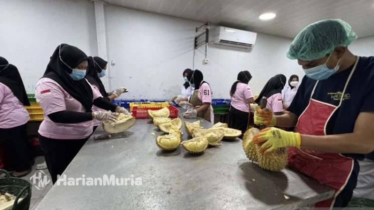 Baru Masuk China, Ekspor Durian Sulteng Langsung Tembus 7.344 Ton - Harianmuria Baru Masuk China, Ekspor Durian Sulteng Langsung Tembus 7.344 Ton | Harianmuria