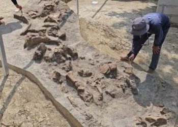 BRIN Lanjutkan Penggalian Fosil Gajah Purba di Patiayam Kudus