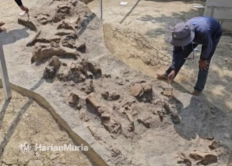 BRIN Lanjutkan Penggalian Fosil Gajah Purba di Patiayam Kudus - Harianmuria Fosil gajah purba di Situs Ngasingan, Desa Terban, Kecamatan Jekulo, Kabupaten Kudus. (Mohammad Fahtur Rohman/Harianmuria.com)