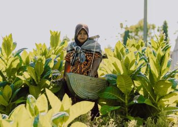 Harga Jual Tembakau Naik Jadi Rp35 Ribu, DPP Kendal Ingatkan Petani Jaga Kualitas