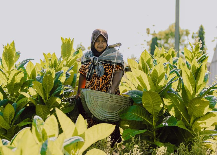 Harga Jual Tembakau Naik Jadi Rp35 Ribu, DPP Kendal Ingatkan Petani Jaga Kualitas - Harianmuria ILUSTRASI: Petani memetik daun tembakau. (Canva/Harianmuria.com)