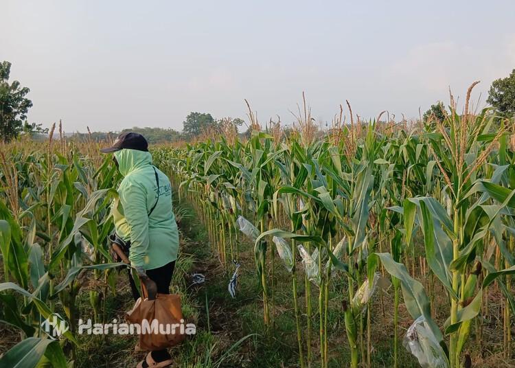 Hama Tikus Merajalela di Todanan Blora, Banyak Petani Gagal Panen - Harianmuria Petani mengecek taman jagung di lahan pertanian di salah satu desa wilayah Kecamatan Todanan, Kabupaten Blora. (Eko Wicaksono/Harianmuria.com)