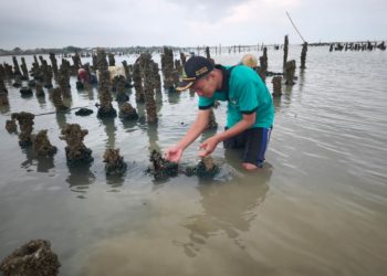 Peminat Budi Daya Kerang Hijau di Rembang Minim Meski Potensi Pasar Tinggi