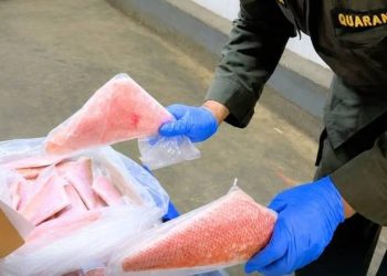 Tembus Pasar AS, Karantina Sulawesi Selatan Kawal Ekspor 17,5 Ton Ikan Kakap dan Kerapu | Harianmuria