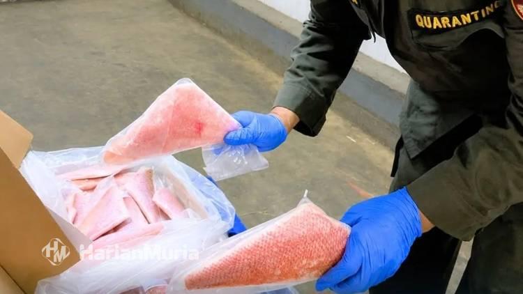 Tembus Pasar AS, Karantina Sulawesi Selatan Kawal Ekspor 17,5 Ton Ikan Kakap dan Kerapu - Harianmuria Tembus Pasar AS, Karantina Sulawesi Selatan Kawal Ekspor 17,5 Ton Ikan Kakap dan Kerapu | Harianmuria