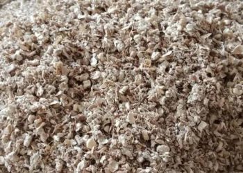Tembus Pasar Jepang, 126 Ton Bonggol Jagung Sumut Lewati Pemeriksaan Berlapis - Harianmuria Potensi ekspor bonggol jagung.