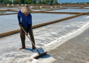 Produktivitas Garam Meningkat, Harganya Justru Anjlok Hingga Rp550 Per Kilogram - Harianmuria Produktivitas Garam Meningkat, Harganya Justru Anjlok Hingga Rp550 Per Kilogram