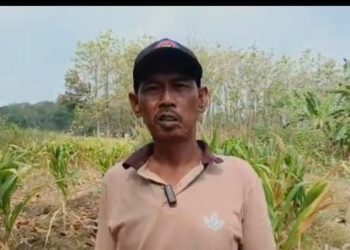 Pertanian di Asemrudung Grobogan Mulai Terdampak Kekeringan