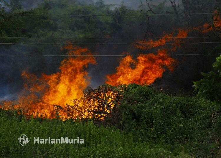 Potensi Kebakaran Lahan di Musim Kemarau, BPBD Rembang Tingkatkan Pemantauan - Harianmuria Ilustrasi kebakaran lahan. (Dok. Canva/Harianmuria.com)