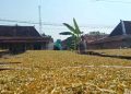Kemarau Dongkrak Harga Tembakau di Grobogan, Per Kilogram Dibanderol Rp50 Ribu