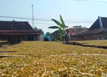 Kemarau Dongkrak Harga Tembakau di Grobogan, Per Kilogram Dibanderol Rp50 Ribu