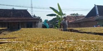 Kemarau Dongkrak Harga Tembakau di Grobogan, Per Kilogram Dibanderol Rp50 Ribu