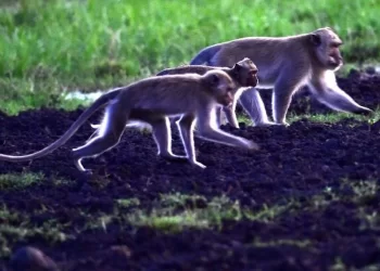 Kawanan monyet ekor panjang kembali menyerbu lahan pertanian warga Gunungkidul saat kemarau, merusak tanaman pangan dan gubuk petani.
