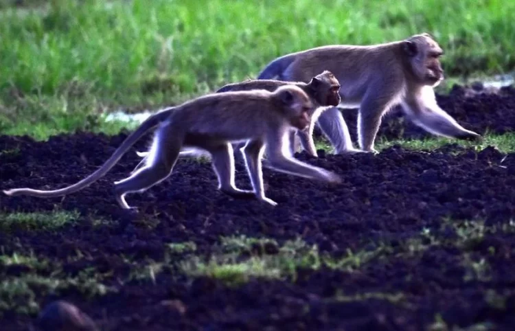 Ratusan Monyet Ekor Panjang Serbu Lahan Petani Gunungkidul, Tanaman Pangan hingga Gubuk Rusak - Harianmuria Kawanan monyet ekor panjang kembali menyerbu lahan pertanian warga Gunungkidul saat kemarau, merusak tanaman pangan dan gubuk petani.