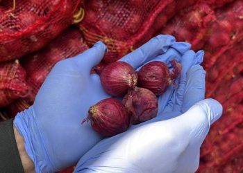 Bawang merah kiriman dari Jakarta membusuk.