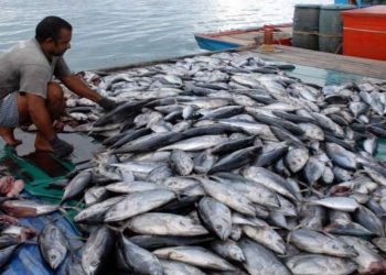 Banjir Impor Ikan, Barantin Pangkas Penumpukan dan Biaya Logistik di Pelabuhan - Harianmuria Ilustrasi hasil perikanan Indonesia.