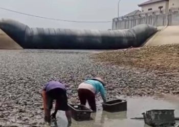 Warga Desa Gadingrejo, Kecamatan Juwana, Kabupaten Pati mengambil ikan sapu-sapu di kawasan Bendung Karet Sungai Juwana yang surut. (Lingkar Media Network)
