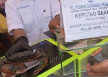 Petugas menunjukkan salah satu kepiting bakau dengan kualitas bagus untuk diekspor.