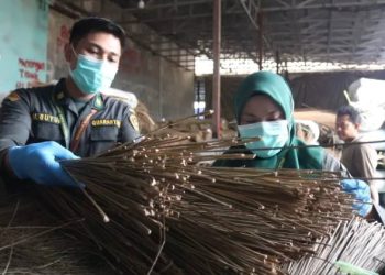Barantin Sumut mendampingi proses ekspor lidi.