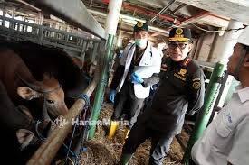 Petugas karantina dan medis hewan mengecek kondisi kesehatan sapi di kandang penampungan untuk mengantisipasi potensi penularan penyakit ternak akibat cuaca ekstrem dan musim kemarau.