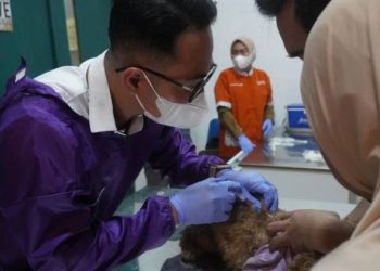Aksi vaksin rabies oleh Karantina Jateng.