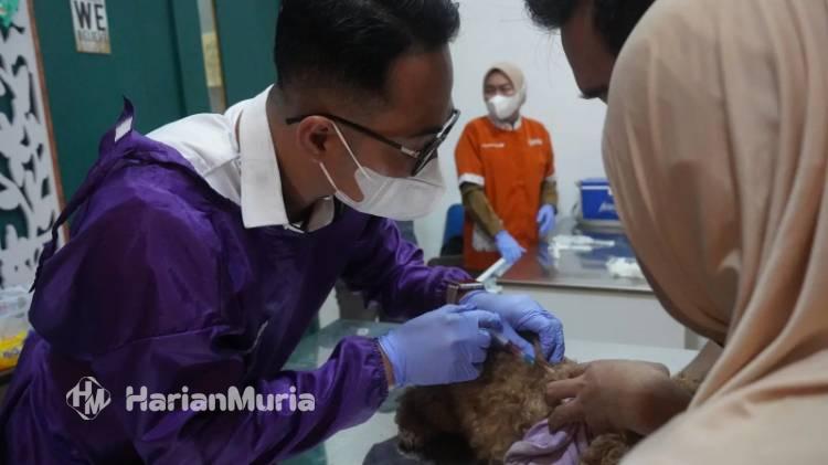 Karantina Jateng Perketat Lalu Lintas Hewan Antardaerah, Rabies Dibendung - Harianmuria Aksi vaksin rabies oleh Karantina Jateng.