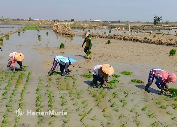 Petani di Wilayah Kekeringan Blora Diberi Bantuan 74 Pompa Air - Harianmuria ILUSTRASI: Sejumlah petani menanam padi di areal persawahan Kabupaten Blora. (Eko Wicaksono/Harianmuria.com)