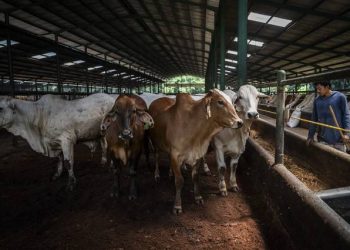 Sapi Sehat Belum Tentu Bebas Brucellosis, Peternak Diimbau Waspadai Gejala Ini - Harianmuria Ilustrasi peternakan sapi.