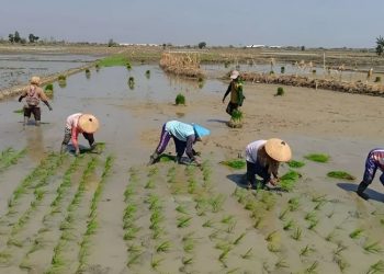 Hujan Belum Turun Hingga Akhir September, Petani Blora Belum Mulai MT 1